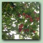 [Click to enlarge image]